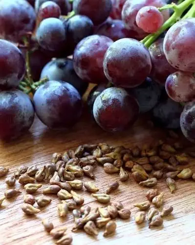 GlycoMelt Antioxidant Seed Complex
